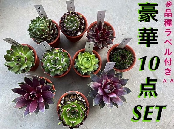 限定④SET‼️品種ラベル付き❗️センペルビウム10株SET❗️】 多肉植物