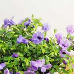 トレニア　カタリーナ　ブルーリバー　鉢植え　鉢花　寄せ植え　おしゃれな苗 1枚目の画像