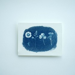 押し花の青写真◯サイアノタイプ◯ボタニカルアート◯花◯写真◯草NO.7 1枚目の画像