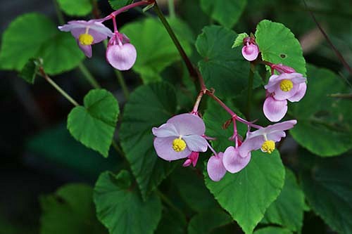 秋海棠 茶花 秋の庭を彩る趣ある山野草 その他素材 鈴 即購入禁止 要確認 通販 Creema クリーマ ハンドメイド 手作り クラフト作品の販売サイト