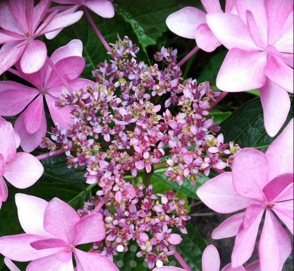 装飾花の中に咲く両性花の見事な紫陽花 ダンスパーティー 10 15cm苗 その他インテリア雑貨 鈴 即購入禁止 要確認 通販 Creema クリーマ ハンドメイド 手作り クラフト作品の販売サイト