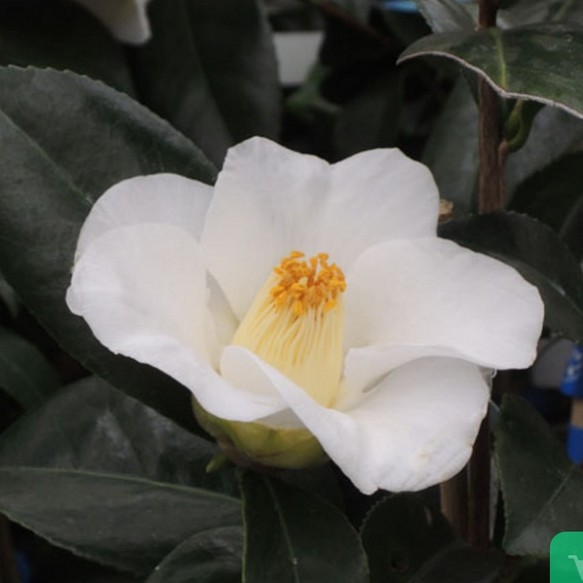 椿【このみ白】茶席に合う格式ある椿 10月から咲き初める早咲きの代表花 美しい白椿