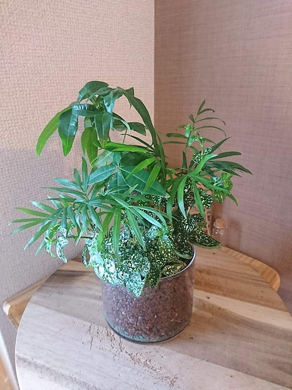 ギフト テラリュウム 観葉植物 ギャザリング 花瓶