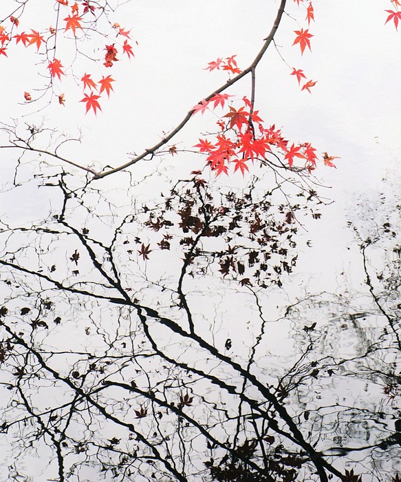 四つ切り写真紅葉（四切 254×305mm） 1枚目の画像
