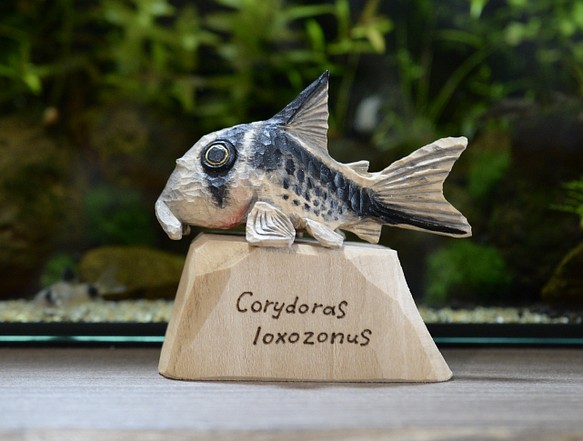 コリドラス ロクソゾヌス 熱帯魚 アクアリウム 木彫 オブジェ