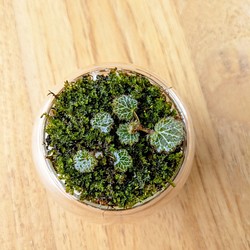 【虎耳草盆景】苔蘚微景觀 綠化 送禮 裝飾 植物禮品 第1張的照片