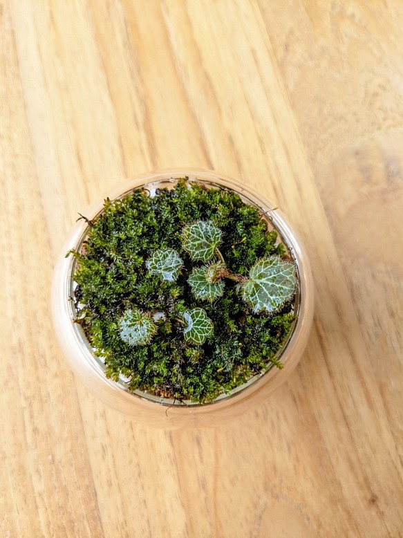 【虎耳草盆景】苔蘚微景觀 綠化 送禮 裝飾 植物禮品 第1張的照片
