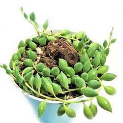 ピーチネックレス グリーンネックレス 多肉植物 観葉植物 セネシオ 緑 グリーン 多年生 常緑 1枚目の画像