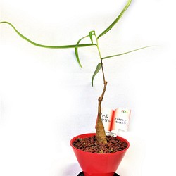 ボトルツリー ブラキシトン ルペストリス レッド鉢 観葉植物 ミニ 緑 グリーン 多年生 1枚目の画像