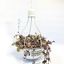 観葉植物 ハートカズラ レディハート 電球型 吊鉢 白 ハンギング 多肉植物 ピンク ラブチェーン セロべギア 1枚目の画像