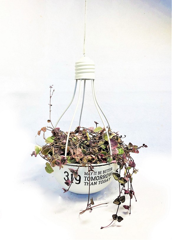 観葉植物 ハートカズラ レディハート 電球型 吊鉢 白 ハンギング 多肉植物 ピンク ラブチェーン セロべギア 1枚目の画像