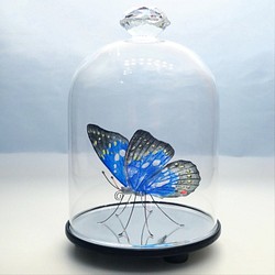 ガラスの蝶 オオムラサキ in ドーム 1枚目の画像