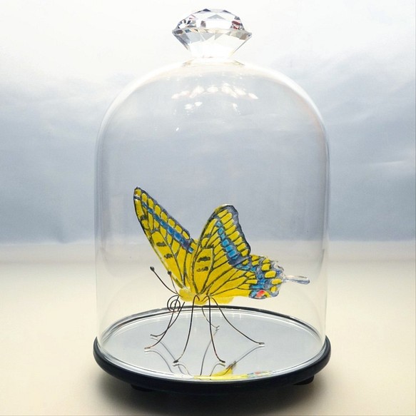 ガラスの蝶 キアゲハ in ドーム 1枚目の画像