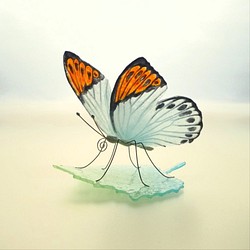 葉上的玻璃蝴蝶 嬬紅蝴蝶 第1張的照片