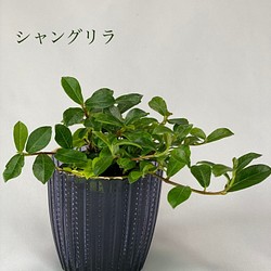 つる性ガジュマル　観葉植物 1枚目の画像