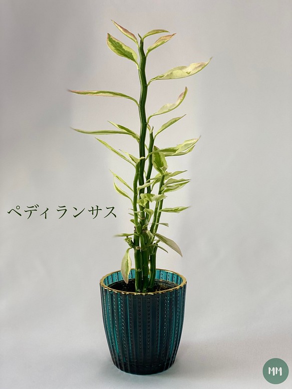 大銀龍 / ペディランサス 観葉植物 多肉植物 mossmoss 通販｜Creema ...