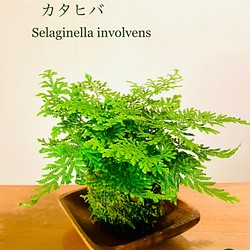 【苔玉】カタヒバ(セラギネラ) 1枚目の画像