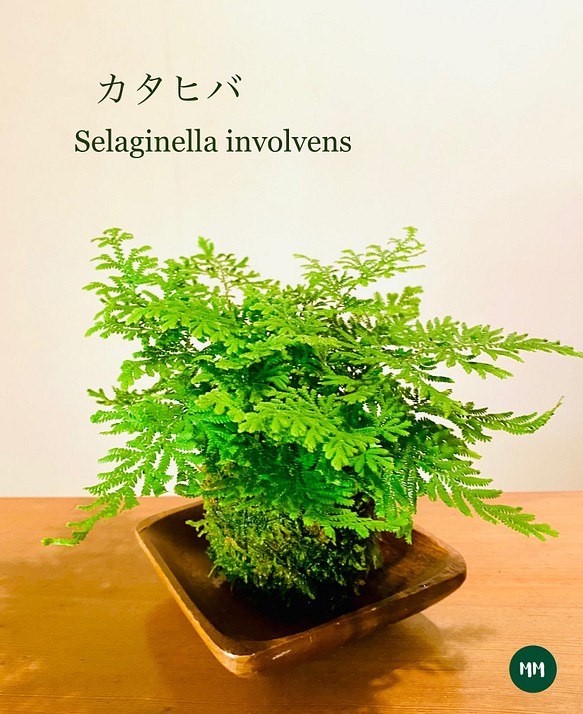 【苔玉】カタヒバ(セラギネラ) 1枚目の画像