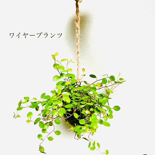 メーカー再生品 麻紐仕立て 吊り下げハンギング 観葉植物ワイヤープランツ苔玉 植物 観葉植物 Backtohealthwoodbury Com