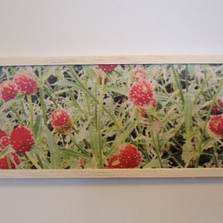 red flower 1枚目の画像