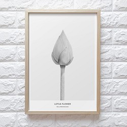 【0079M】アートポスター　Lotus Flower Botanical Print　モノトーン　海外インテリア 1枚目の画像