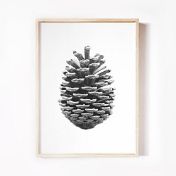 【0039】アートポスター Pine Cone, Scandinavian Wall Decor モノトーン　北欧　海外 1枚目の画像