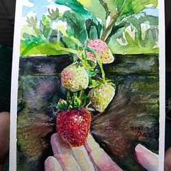 食物 草莓 Strawberry 明信片105x148mm max 葉于聖 水彩明信片 Watercolor postc 第1張的照片