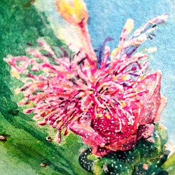 植物 胭脂仙人掌開花  Opuntia cochenillifera flower 明信片105x148mm max 葉 第1張的照片