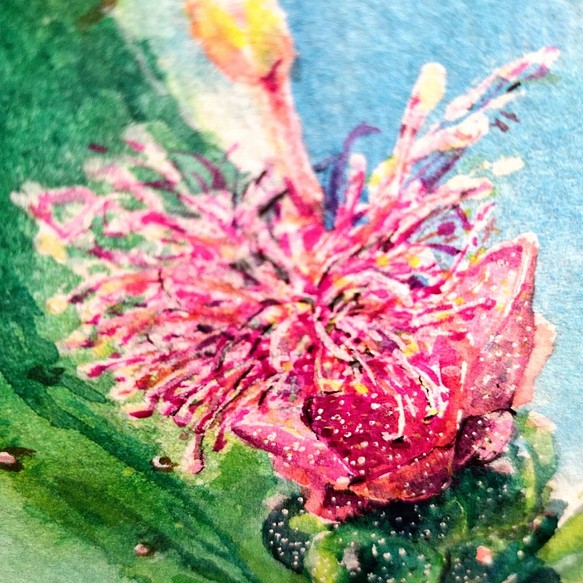 植物ノパル咲くウチワサボテン花はがき105x148mm最大葉 1枚目の画像