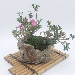 霧島つつじの盆栽（陶さや使用）【信楽焼】 1枚目の画像