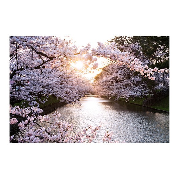 A4版 弘前公園の桜 写真・グラフィック MOMENTS 通販｜Creema(クリーマ)