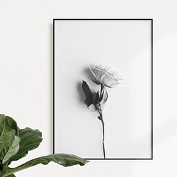 rose | AP161 | フォトポスター おしゃれ モダン エモい 写真 モノトーン モノクロ 薔薇 1枚目の画像