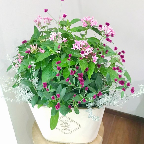 晩秋まで咲く ペンタスの寄せ植え その他インテリア雑貨 日々と植物 通販 Creema クリーマ ハンドメイド 手作り クラフト作品の販売サイト