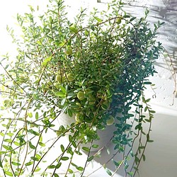 ●新作●”クランベリー　ツルコケモモ　鉢カバー付き（オランダ製M）”　観葉植物　グランベリー　ロングツル 1枚目の画像