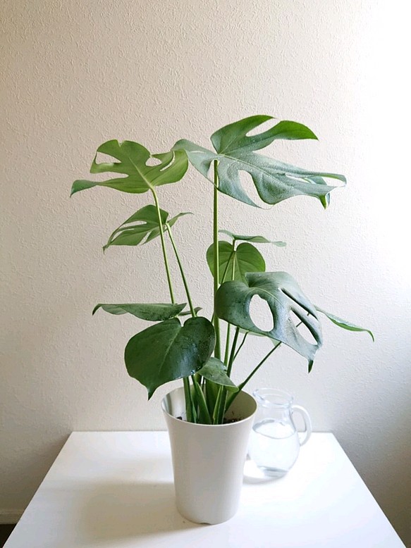 ●数量限定●”モンステラ　6号size　White鉢付き”　観葉植物　モンステラ　人気　おしゃれ 1枚目の画像