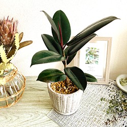 フィカス・バーガンディ　観葉植物　お洒落なインテリアグリーン 1枚目の画像