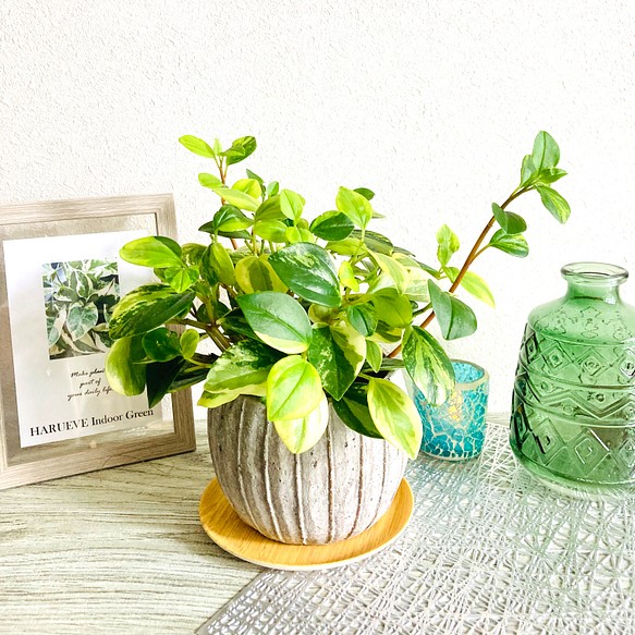 ᵔᴥᵔ)✨♡ペペロミア ルベラ 観葉植物 日本売 www.rjbwholesale.com