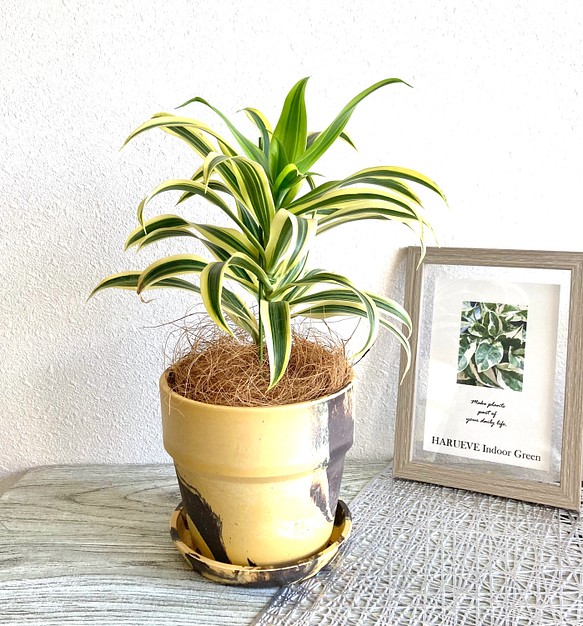 ドラセナ・ソングオブインディア　観葉植物　お洒落なインテリアグリーン 1枚目の画像