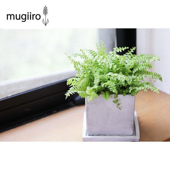 猫が安心な観葉植物 ネフロレピス ツデー フラワー リース Mugiiro 通販 Creema クリーマ ハンドメイド 手作り クラフト作品の販売サイト