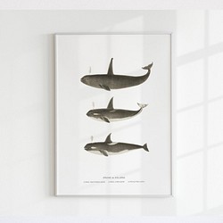 【アートポスター】クジラ　くじら　魚　インテリアポスター　海　子供　ヴィンテージ　レトロ　ポスター　アート　インテリア　 1枚目の画像