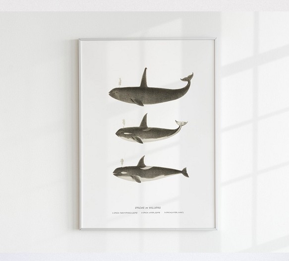 【アートポスター】クジラ　くじら　魚　インテリアポスター　海　子供　ヴィンテージ　レトロ　ポスター　アート　インテリア　 1枚目の画像