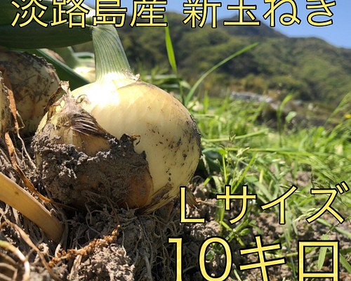 Ｌサイズ】淡路島産新玉ねぎ レクスター 10キロ 野菜 Nii Farm 通販