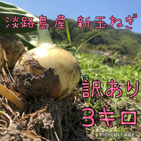 新玉ねぎ淡路島 訳あり３キロ - 食品