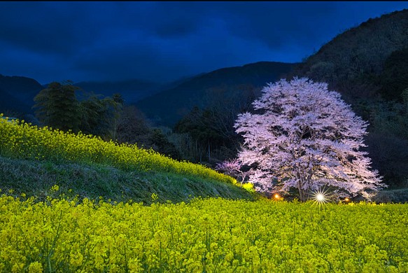 高画質 息を飲む絶景 春の写真映えポストカード その他素材 Yukiponism 通販 Creema クリーマ ハンドメイド 手作り クラフト作品の販売サイト