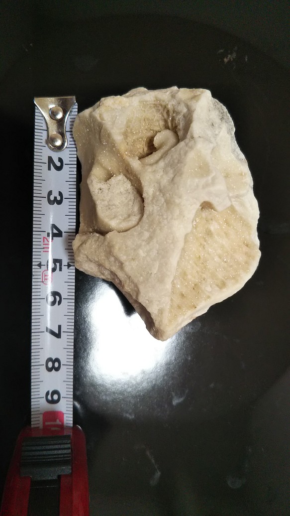 オンラインショップ 貝の化石