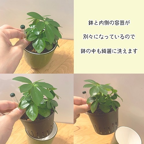 育てやすい 観葉植物 ナギ ハイドロカルチャー その他インテリア雑貨 Green Shop Fabulous 通販 Creema クリーマ ハンドメイド 手作り クラフト作品の販売サイト