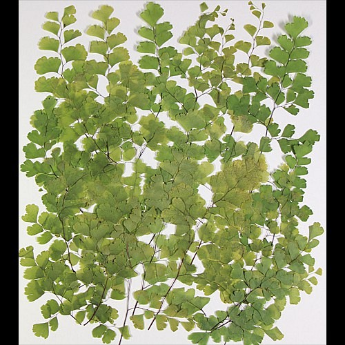 アジアンタムライトグリーン染色約24枝 1枚目の画像