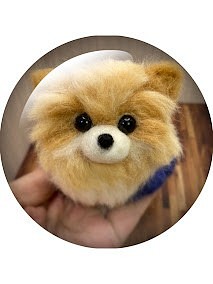 うちのコ　愛犬　羊毛フェルトいぬ　ドッグベッドシリーズ　ポメラニアンM　ハンドメイド犬　chimaいぬ 1枚目の画像