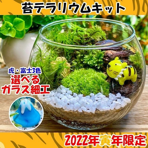 苔テラリウム 苔リウム 手作り工作キット お正月 ハンドメイド 爆買い送料無料 キット 小学校高学年 セット