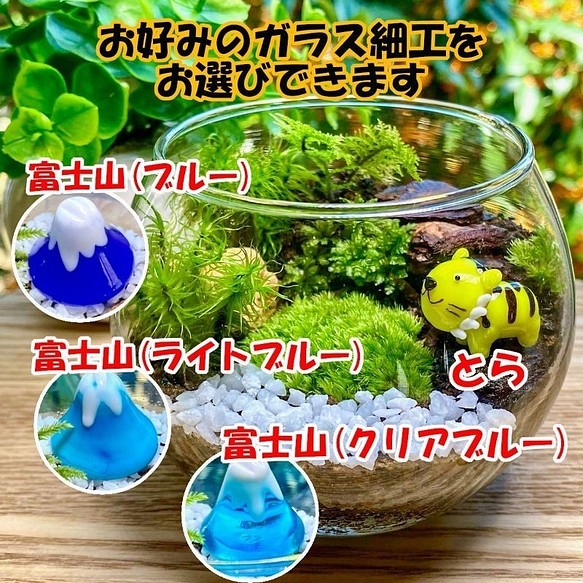 苔テラリウム 苔リウム 手作り工作キット お正月 ハンドメイド 爆買い送料無料 キット 小学校高学年 セット